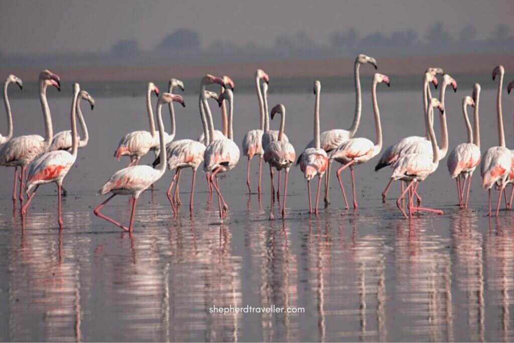 Bhigwan bird sanctuary: Flamingos, birdwatching & boating