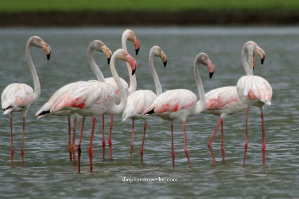 bhigwan bird sanctuary - bhigwan flamingo