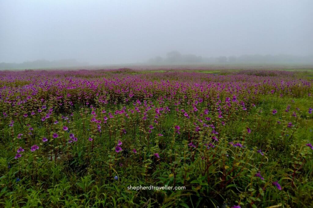 Kas Pathar, Kaas Lake & Vajrai Waterfall: Valley of Flowers