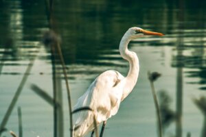 Read more about the article Pashan Lake and Pashan Tekdi: Bird watching & Nature